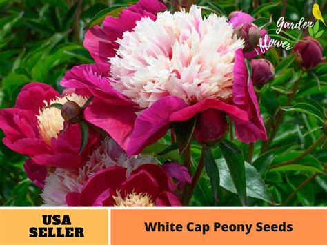 10 Rare Seeds White Cap Peony Seeds Perennial Authentic Seeds Cold Resistant Planting In Fall