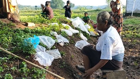 Berburu Laron Di Jawa Masyarakat Desa Bukuran Kalijambe Sragen Youtube