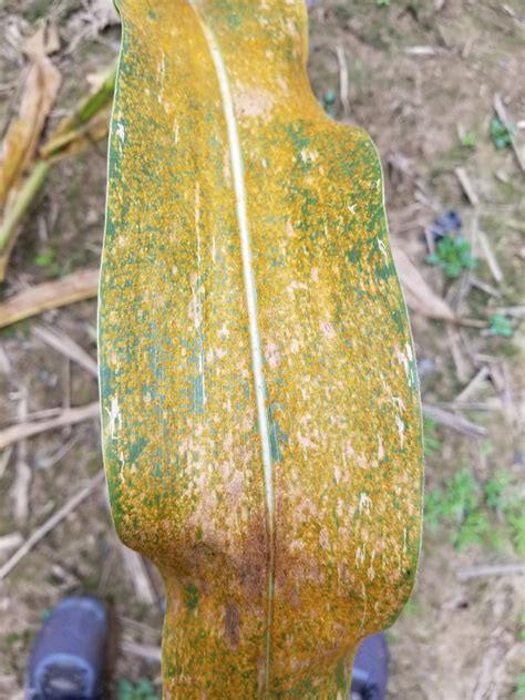 Foliar Disease Management In Corn Indiana Field Crop Pathology