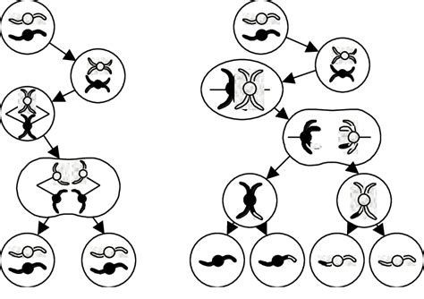 Diagram Of Mitosis And Meiosis Download Scientific Diagram