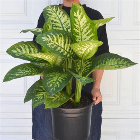 Tropic Snow Dieffenbachia | Plant Addicts