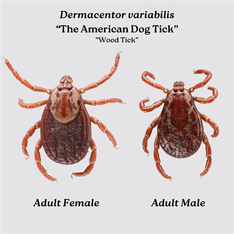 The American Dog Tick/Wood Tick (Dermacentor variabilis) – Wisconsin