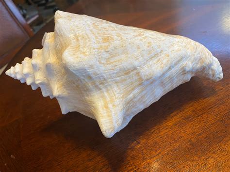 Conch Shell QUEEN Strombus Gigas EXTRA LARGE 11 Etsy