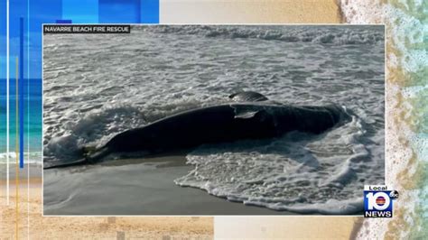 Great White Shark Washes Up On Florida Beach