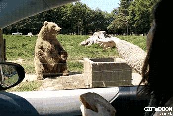 Waving Bear Gif