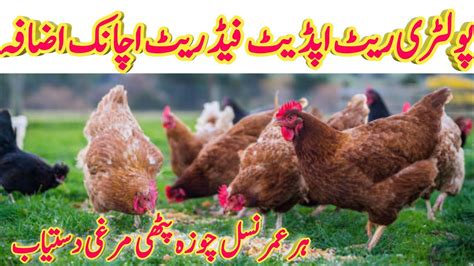 Desi Chicks Farming Sale Price Update Desi Chicks Farming Season