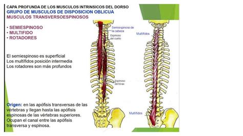 Resúmenes de Músculo espinoso Descarga apuntes de Músculo espinoso