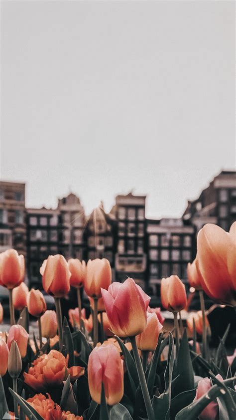 Tulips Wallpaper Aesthetic