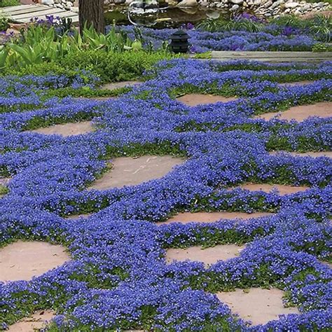 Blue Magic Carpet Creeping Thyme Seeds Ground Cover Flowers Non