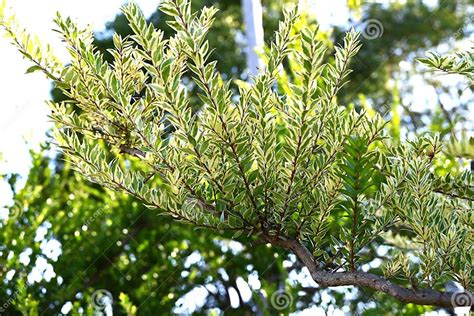 Variegated Myrtle Myrtus Communis ‘variegata Myrtaceae Evergreen