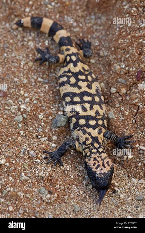 Gila Monster Heloderma Suspectum Venomous Lizard Squamata Hi Res Stock