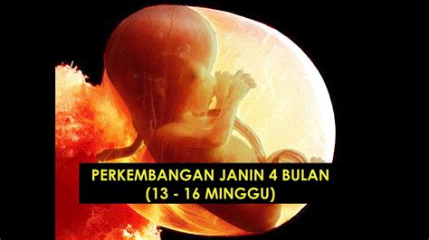 Perkembangan Janin 4 Bulan 13 16 Minggu Youtube