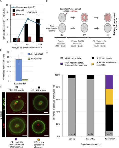 Frontiers Wwc2 Is A Novel Cell Division Regulator During