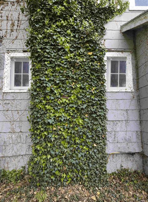 Climbing Ivy Free Stock Photo - Public Domain Pictures