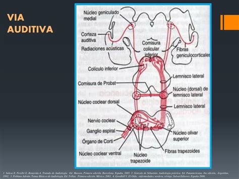 Ppt Acumetria Audiometria Logoaudiometria Impedanciometria Powerpoint Presentation Id1014758