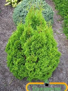 Thuja Occidentalis Miky Baumschule Lienemann