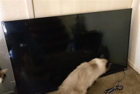 Found this Vizio 50in smart TV today- $50! : r/ThriftStoreHauls