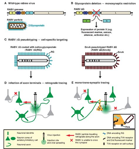 Rabies Virus Structure And Function