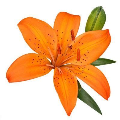 Lily Asiatic Orange Asiatic Lilies Lily Bulbs Lily