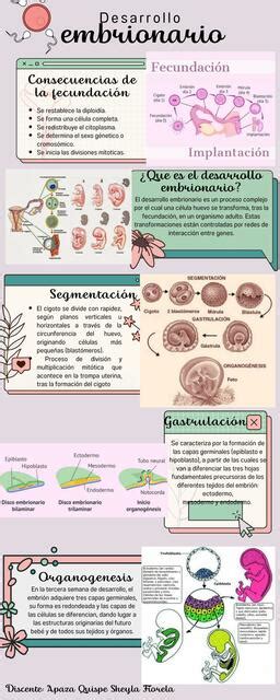 Desarrollo Embrionario Sheyla Apaza UDocz
