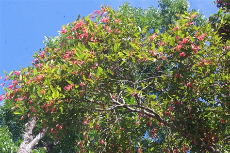 Shorea Ovata Dipterocarpaceae Image At Phytoimages Siu Edu