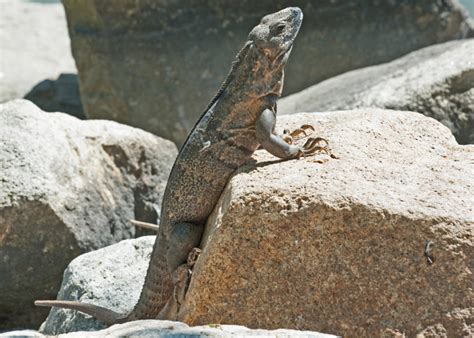 Spiny Tailed Iguana