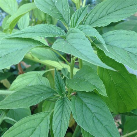 Buy Green Callaloo Amaranth Seeds (Amaranthus Viridis) Packet of 30 Seeds Online at desertcart INDIA