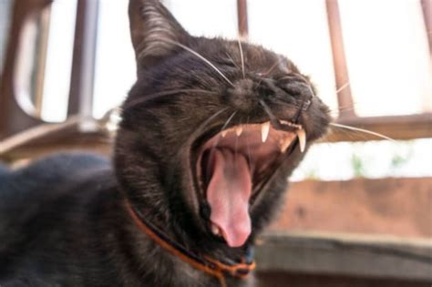 Suara Kucing Hilang Tenang Terapkan Cara Mengatasi Kucing Tidak