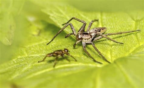 New Species Of Spider Named After Harry Potter Character