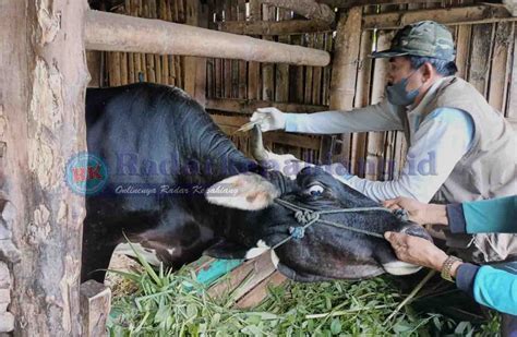 Selain Kesehatan Hewan Kurban Distan Kepahiang Ingatkan Masyarakat