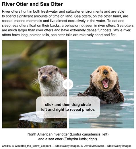 Sea otter | Description, Diet, Habitat, Behavior, & Facts | Britannica