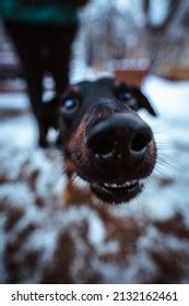 Funny Dog Long Nose Nature Stock Photo 2132162461 | Shutterstock