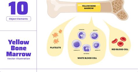 yellow bone marrow human skeletal system objects ft yellow marrow