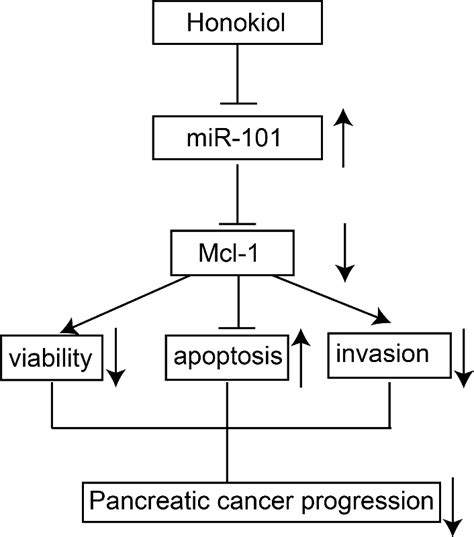 A Diagram Of The Honokiol Mediated Tumor Suppressive Actions In