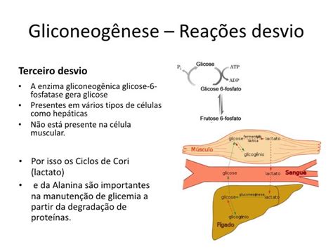 Aula 15 Bases Moleculares Da Manutenção Da Glicemia Glicogênese