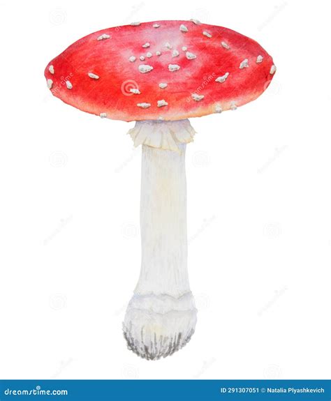 Red Fly Agaric Watercolor Hand Drawn Illustration Stock Illustration