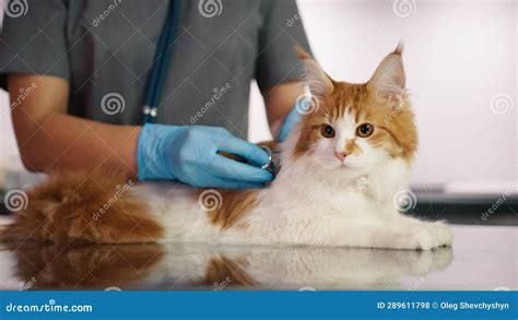 Vet Specialist Examining Maine Coon With Stethoscope In Modern Vet