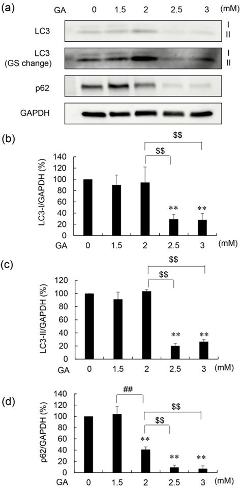 Western Blot Wb Analysis Of Lc And P Protein Levels In E Cells