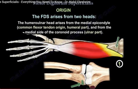 Anatomy of Flexor Digitorum Superficialis — OrthopaedicPrinciples.com