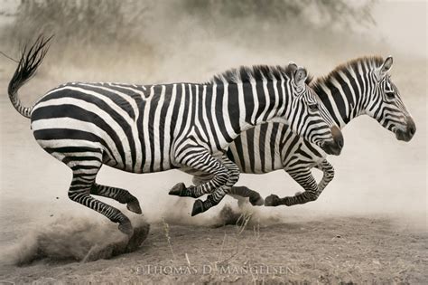 Racing Stripes by Thomas D. Mangelsen