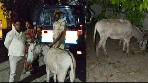 गधों के लिए थाने में पंचायत पहले आगरा पुलिस ने ढूंढे चोरी हुए दो गधे फिर लगी चौपाल घंटों चला