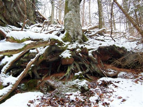 Free Images Tree Forest Wilderness Branch Snow Winter Leaf