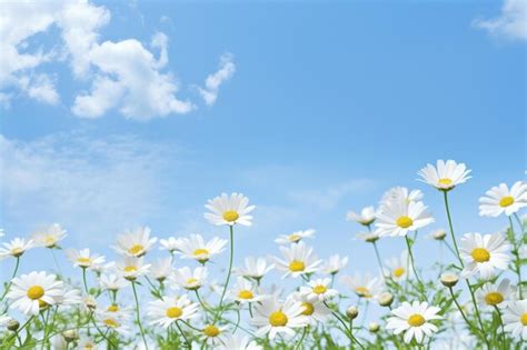 Premium AI Image Daisies In A Field Of Daisies