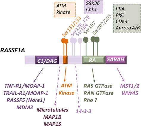 Rassf1a Puppeteer Of Cellular Homeostasis Fights Tumorigenesis And