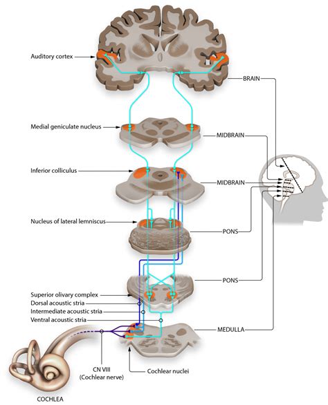 Auditory Pathways To The Brain Introduction To Sensation And Perception