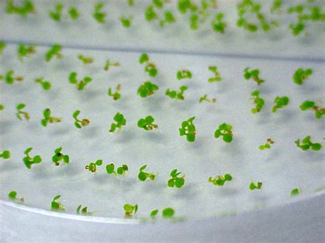 Arabidopsis Model Plant And First With Sequenced Genome