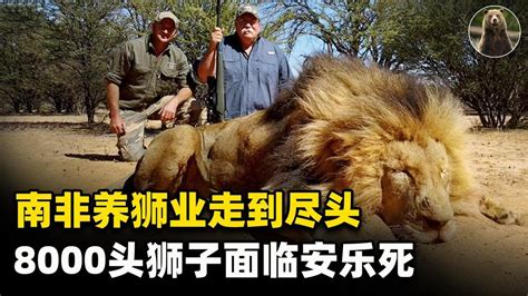 圈养狮子供富人猎杀，叫停南非“养狮业”，8000头狮子面临安乐死！【万物灵】 Youtube