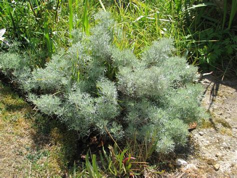 Mugwort Canescens Artemisia Alba Canescens Growing Guides