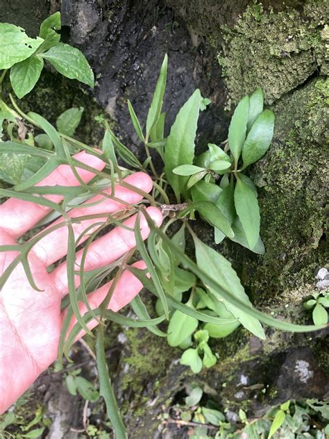 Kalanchoe Ceratophylla From 南迴公路 On October 17 2021 At 1124 Am By 呂一起lu I Chi · Inaturalist