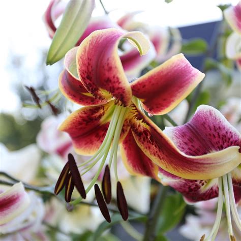 Lily Oriental Trumpet Ot Scheherazade 5 Bulbs Longfield Gardens